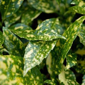 Aucuba Marmorata Garden Shrub - Striking Variegated Foliage, Shade-Loving (10-30cm Height Including Pot)