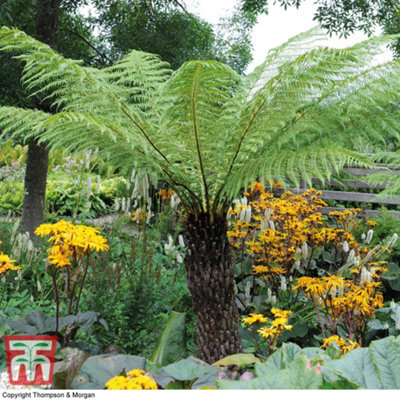 Australian Fern Tree - Dicksonia Antarctica -  2 Litre Potted Plant  x 1