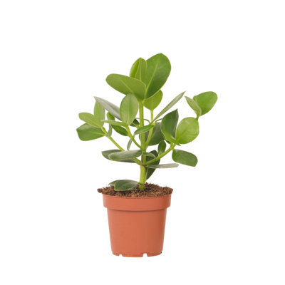 Autograph tree - Clusia rosea Princess - Height 25-35cm - Pot 12cm