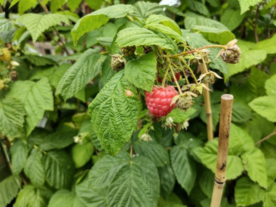 Autumn Bliss Raspberry (Rubus) Tree - 3Ltr Potted