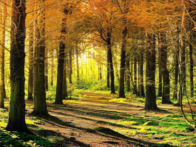 Autumn Woodland Garden Mural Curtain Waterproof Outdoor Tapestry Nature ...