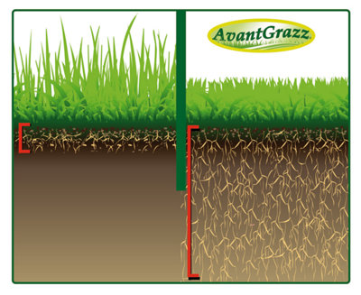 Avant Lawn Grass Seed - 40m² - 1kg