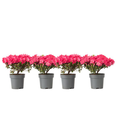 Azalea - 4 pcs. - Rhododendron azalea Anouk - Height 25-40cm - Pot 17cm