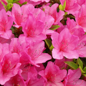 Azalea Anouk - Evergreen Shrub, Spring Blooms (20-30cm Height Including Pot)