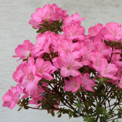 Azalea Anouk - Evergreen Shrub, Spring Blooms (20-30cm Height Including Pot)