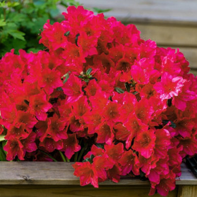 Azalea Arabesk - Evergreen Shrub, Red Blooms (20-30cm Height Including Pot)