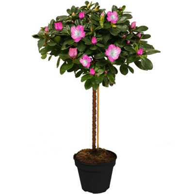 Azalea Bi-Colour Patio Tree - Eye-catching Flowering Tree for UK Patio ...