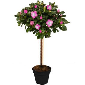 Azalea Bi-Colour Patio Tree - Eye-catching Flowering Tree for UK Patio Gardens - Outdoor Plant (2-3ft)