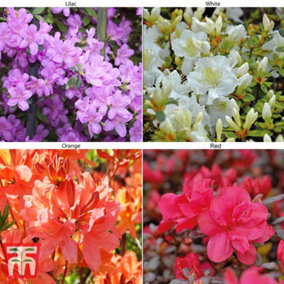 Azalea Dwarf Collection - 4 Potted Plants (Contains 1 each Lilac-Orange-Red and White)