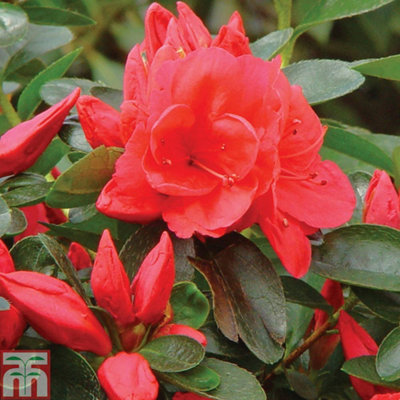 Azalea Dwarf Collection - 4 Potted Plants (Contains 1 each Lilac-Orange-Red and White)
