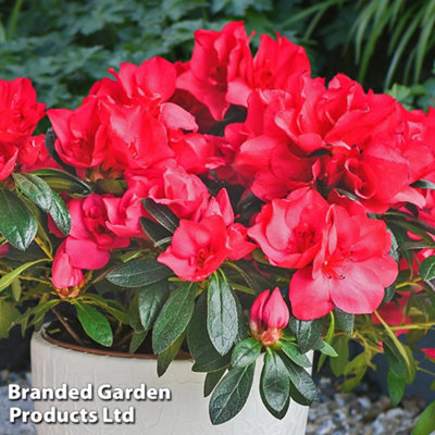 Azalea Dwarf Collection - 4 Potted Plants (Contains 1 each Lilac-Orange-Red and White) - 3
