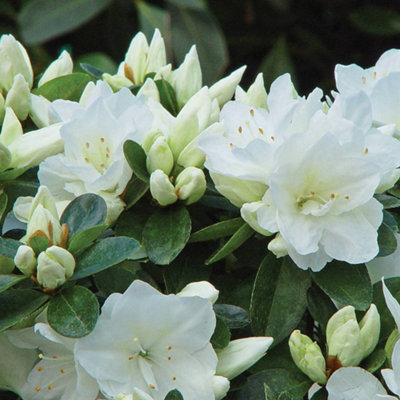 Azalea Dwarf Collection - 4 Potted Plants (Contains 1 each Lilac-Orange-Red and White) - 4