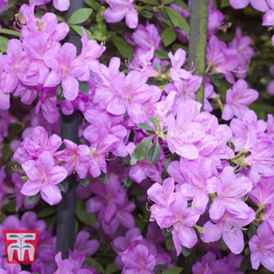 Azalea Dwarf Collection - 4 Potted Plants (Contains 1 each Lilac-Orange-Red and White) - 5