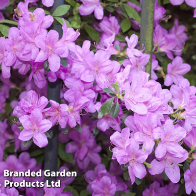 Azalea Dwarf Lilac 9cm Pot x 1