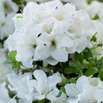 Azalea Encore Collection 8cm x3