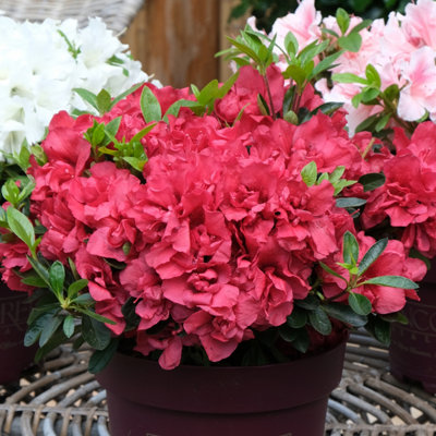 Azalea Encore Collection 8cm x3
