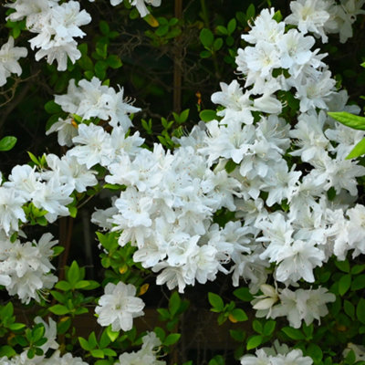 Azalea Encore in an 8cm Pot - Garden Ready Plants Ready to Plant Out in Gardens