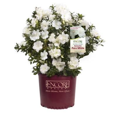 Azalea Encore in an 8cm Pot - Garden Ready Plants Ready to Plant Out in Gardens - 3