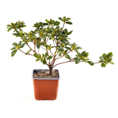 Azalea Encore in an 8cm Pot - Garden Ready Plants Ready to Plant Out in Gardens - 4