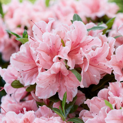Azalea Encore Sunburst in 8cm Pot - Garden Ready Plants Ready to Plant Out in Gardens