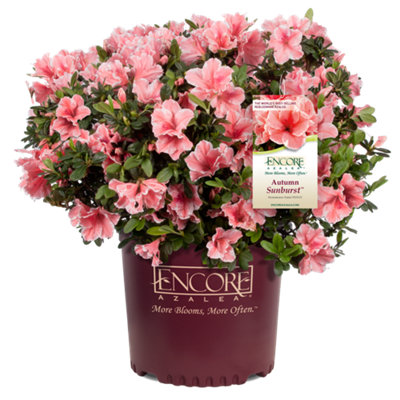 Azalea Encore Sunburst in 8cm Pot - Garden Ready Plants Ready to Plant Out in Gardens - 3