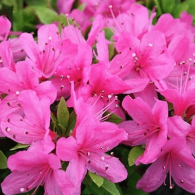 Azalea Geisha Pink - Evergreen Shrub, Exquisite Pink Blooms (20-30cm Height Including Pot)