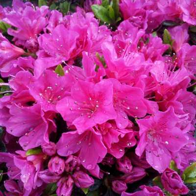 Azalea Geisha Purple - Evergreen Shrub, Exquisite Purple Blooms (20 ...