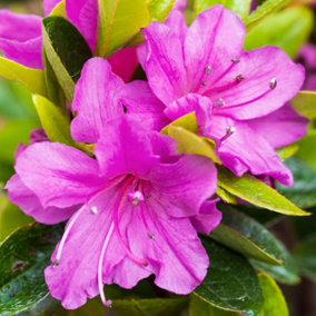 Azalea Geisha Purple - Evergreen Shrub, Exquisite Purple Blooms (20-30cm Height Including Pot)