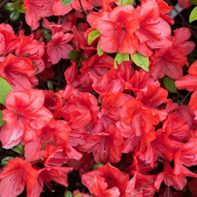 Azalea Geisha Red - Evergreen Shrub, Exquisite Red Blooms (20-30cm Height Including Pot)