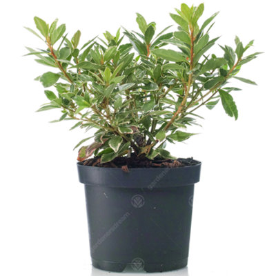 Azalea Hotshot - Green Foliage, Evergreen Shrub, Vibrant Red Blooms, Compact Size (20-30cm Height Including Pot)