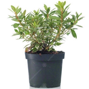 Azalea Hotshot - Green Foliage, Evergreen Shrub, Vibrant Red Blooms, Moderate Height (30-40cm Height Including Pot)