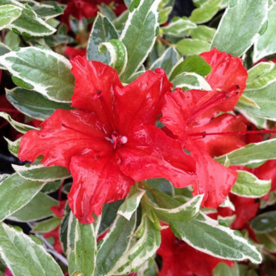 Azalea Hotshot Variegata - Variegated Foliage, Evergreen Shrub, Vibrant Red Blooms, Compact Size (20-30cm Height Including Pot)