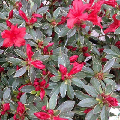 Azalea Hotshot Variegata - Variegated Foliage, Evergreen Shrub, Vibrant Red  Blooms, Compact Size (20-30cm Height Including
