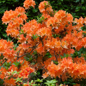 Azalea japonica Orange Established Plant in 9cm Pot