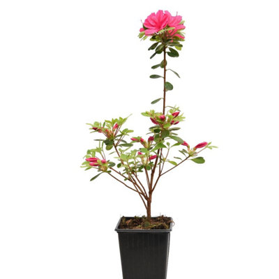 Azalea Japonica Vuyk s Scarlet Evergreen - Crimson Red Flowers RHS ...