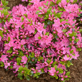 Azalea Kermesina - Evergreen Shrub, Rich Pink Blooms (20-30cm Height Including Pot)