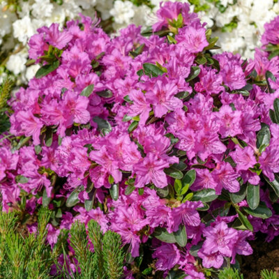 Azalea Konigstein - Evergreen Shrub, Deep Pink Blooms (20-30cm Height Including Pot)