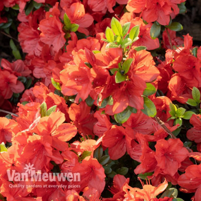 Azalea Orange Beauty 9cm Potted Plant  x 1