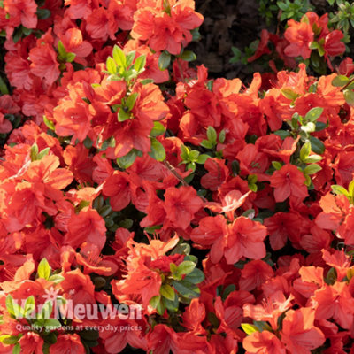 Azalea Orange Beauty 9cm Potted Plant x 2