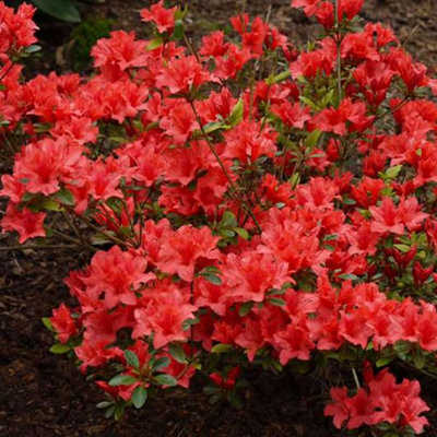 Azalea Orange Plant - Vibrant Blooms, Compact Size, Hardy (20-30cm Height Including Pot)