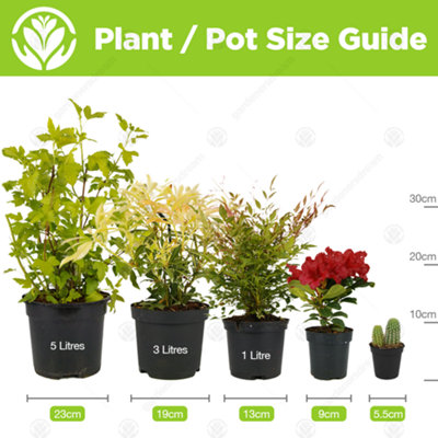 Azalea Orange Plant - Vibrant Blooms, Compact Size, Hardy (20-30cm Height Including Pot)