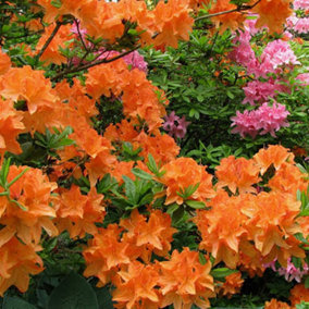 Azalea Orange - Vibrant Flowers, Evergreen Shrub, Hardy (20-30cm Height Including Pot)