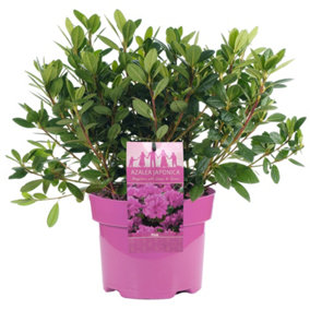 Azalea Pink - Evergreen Shrub, Exquisite Pink Blooms (20-40cm Height Including Pot)