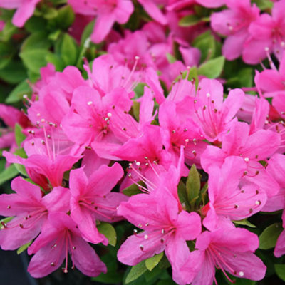 Azalea Pink Plant - Vibrant Blooms, Compact Size, Hardy (20-30cm Height Including Pot)