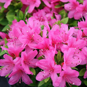 Azalea Pink Plant - Vibrant Blooms, Compact Size, Hardy (20-30cm Height Including Pot)
