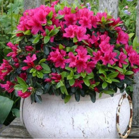 Azalea Pink - Vibrant Flowers, Evergreen Shrub, Hardy (20-30cm Height Including Pot)