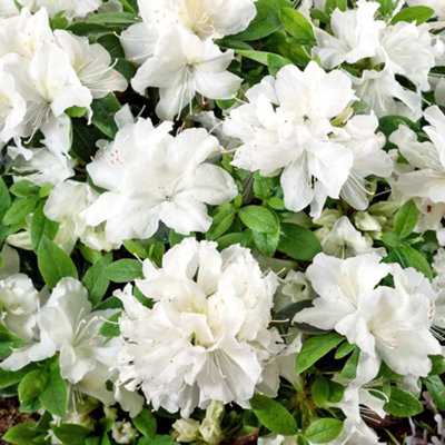 Azalea Pleasant White - Evergreen Shrub, Pure White Blooms (20-30cm Height Including Pot)