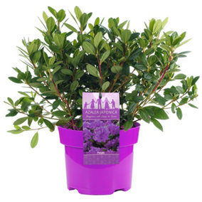 Azalea Purple - Evergreen Shrub, Exquisite Purple Blooms (20-40cm Height Including Pot)