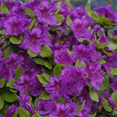 Azalea Purple Plant - Vibrant Blooms, Compact Size, Hardy (20-30cm Height Including Pot)