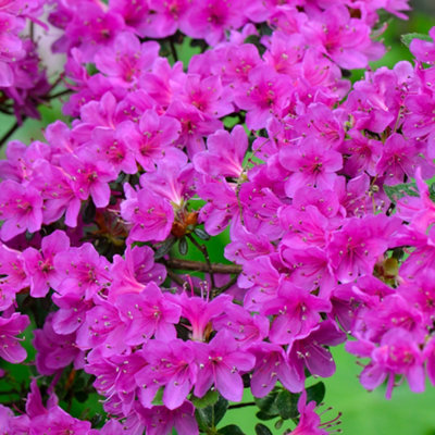 Azalea Purple - Vibrant Flowers, Evergreen Shrub, Hardy (20-30cm Height Including Pot)